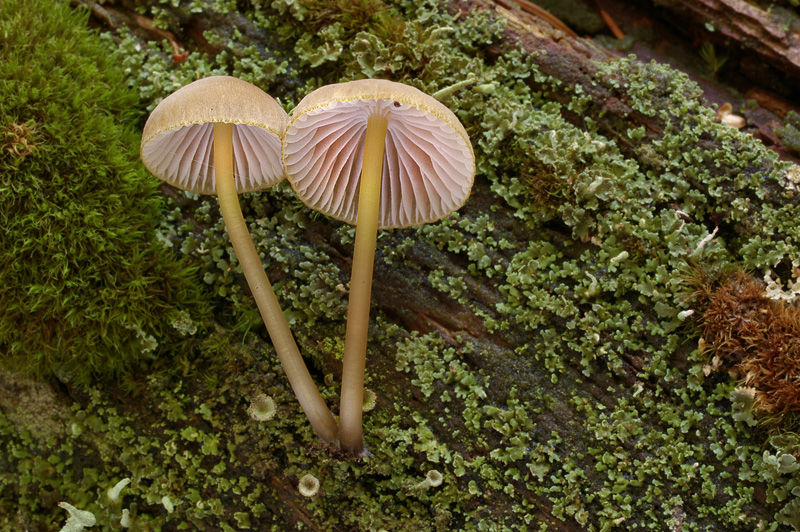 Mycena viridimarginata